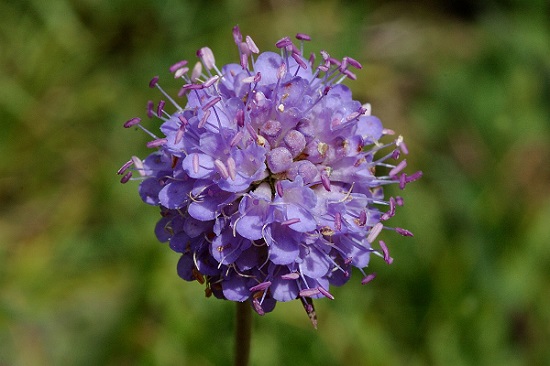 Purtojuuri