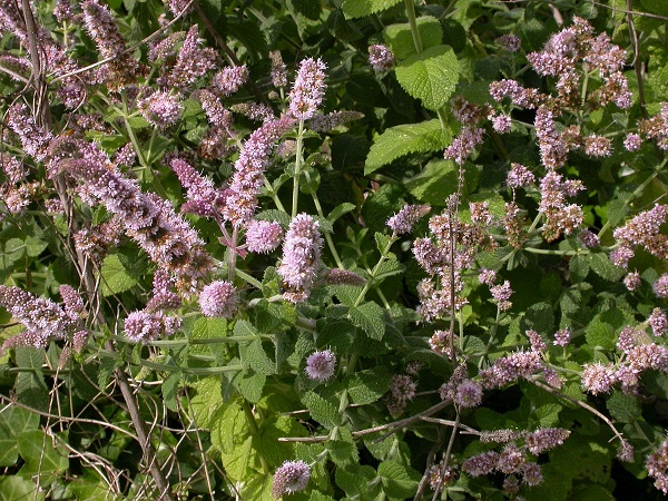 Pyöröminttu
