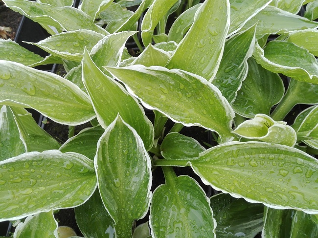 Raitakuunlilja