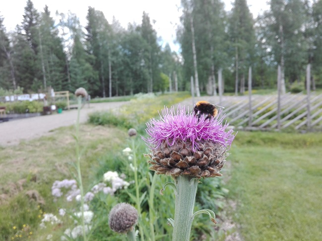 Rohtomaraljuuri
