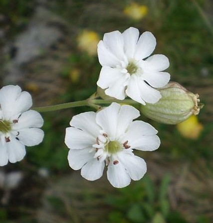 Romaniankohokki