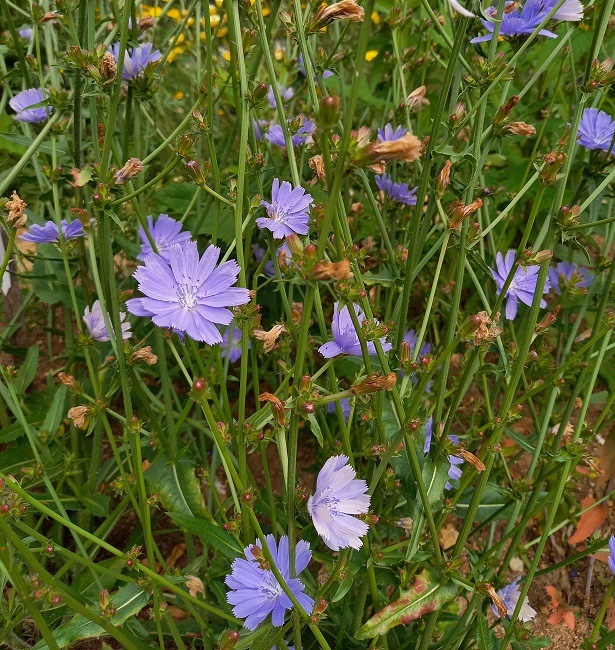 Sikuri
