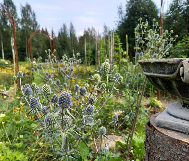 Sinipiikkiputki