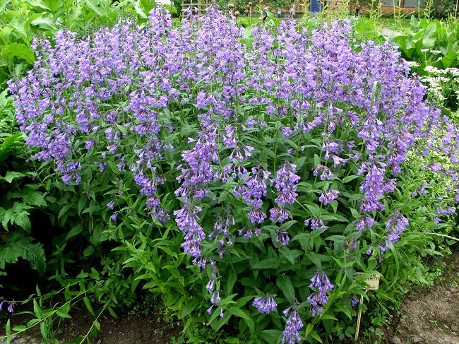 Siperianampiaisyrtti 