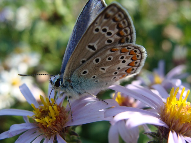 Siperianasteri