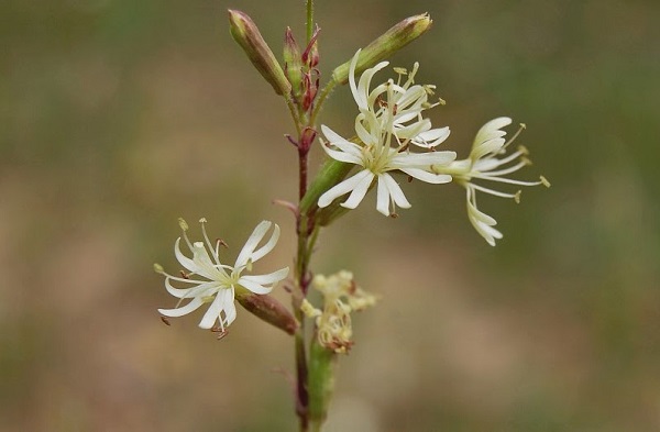 Tataarikohokki 