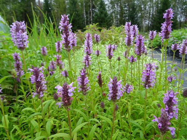 Tähkäkissanminttu 