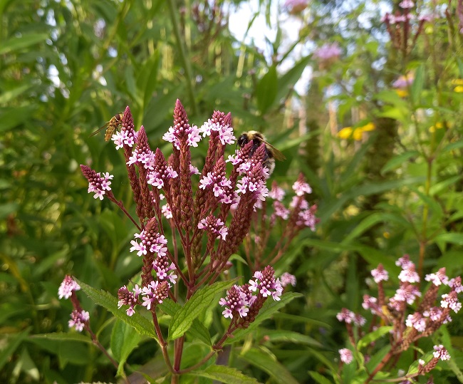 Tähkäverbena