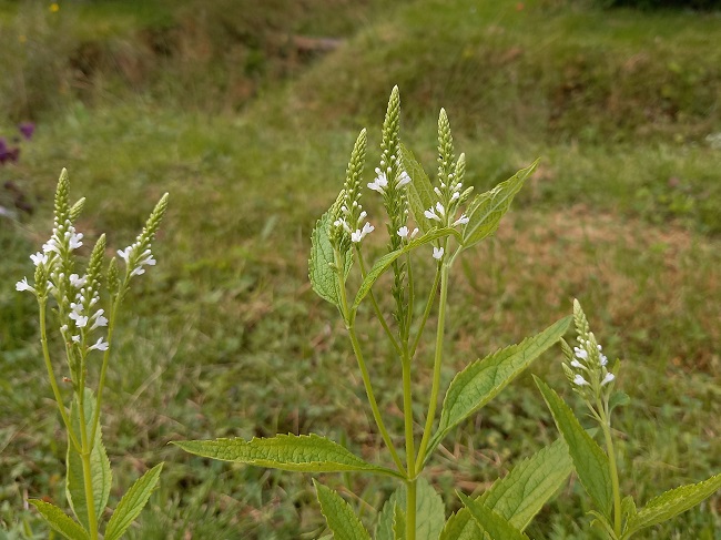 Tähkäverbena  