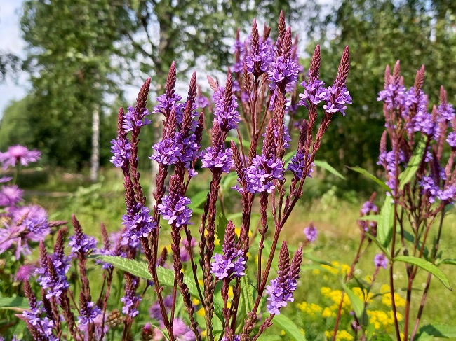 Tähkäverbena 