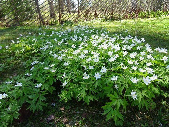 Valkovuokko