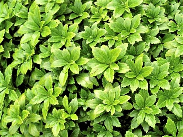 Varjoyrtti