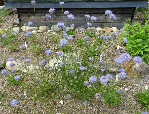 Pottitaimet kuivalle mehiläisniitylle  