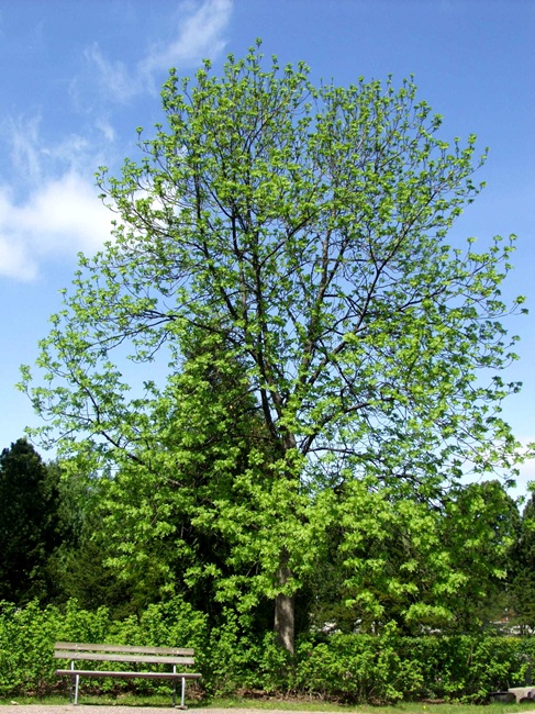 Lehtosaarni