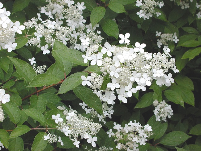Mustilanhortensia 