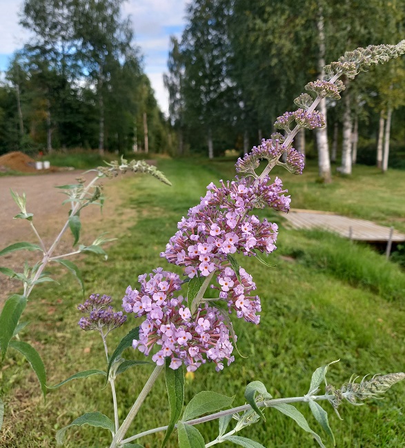 Syyssyrikkä 