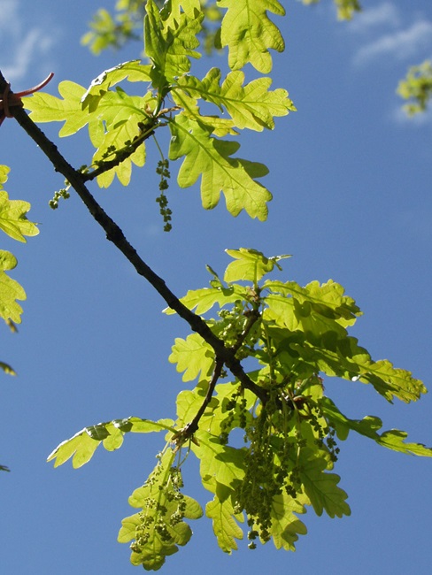 Metsätammi